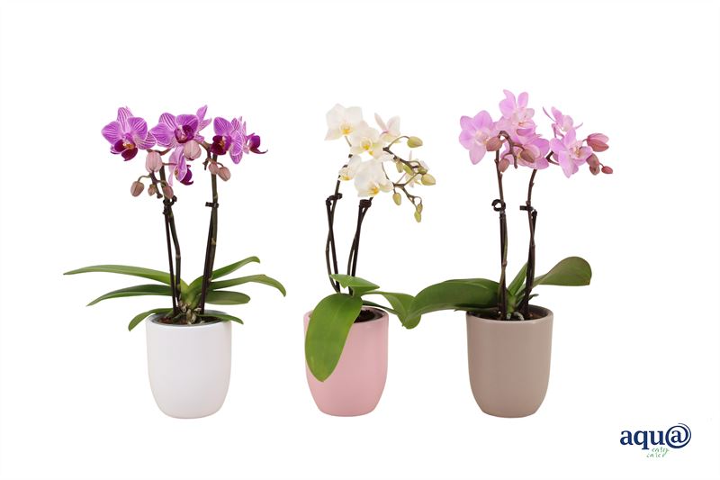 Phalaenopsis hybrid 17cm 6cm Pot