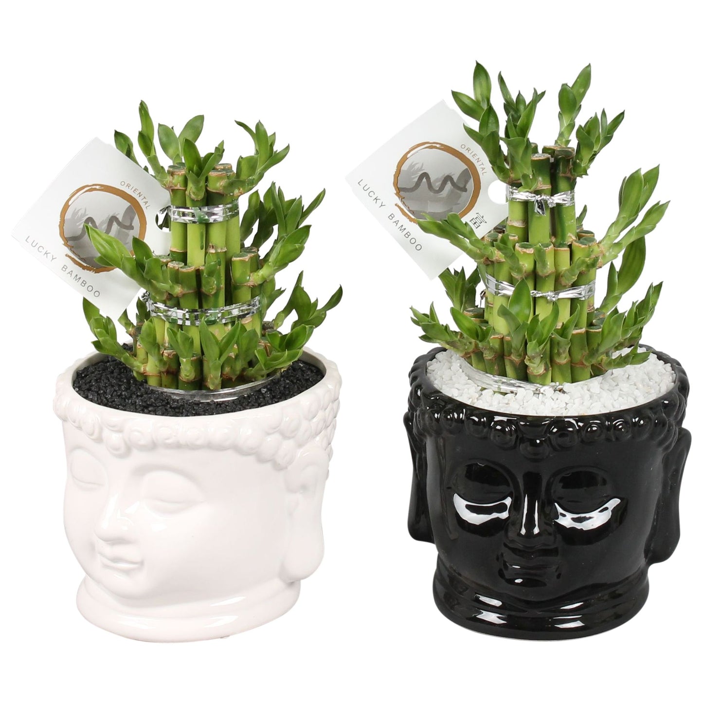 Drac. Lucky Bamboo 18cm 15cm Pot