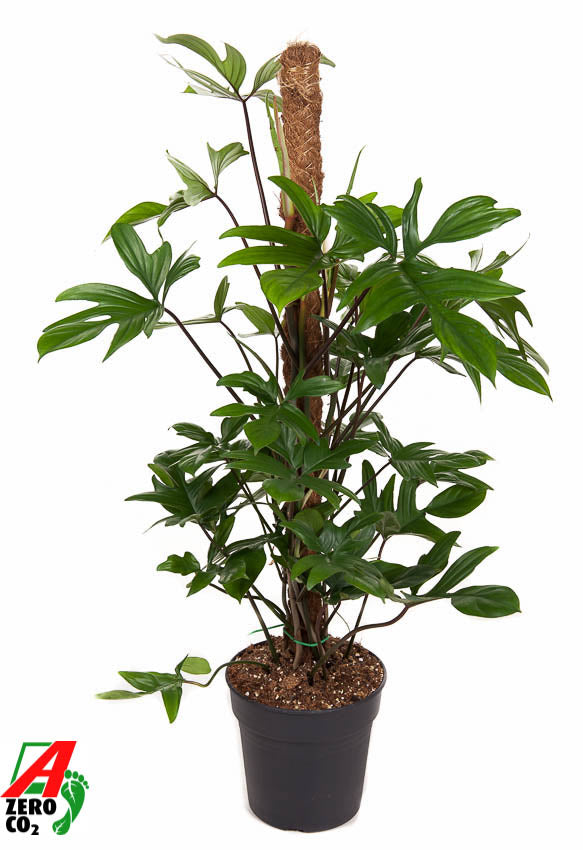 Philodendron pedatum 100cm 21cm Pot