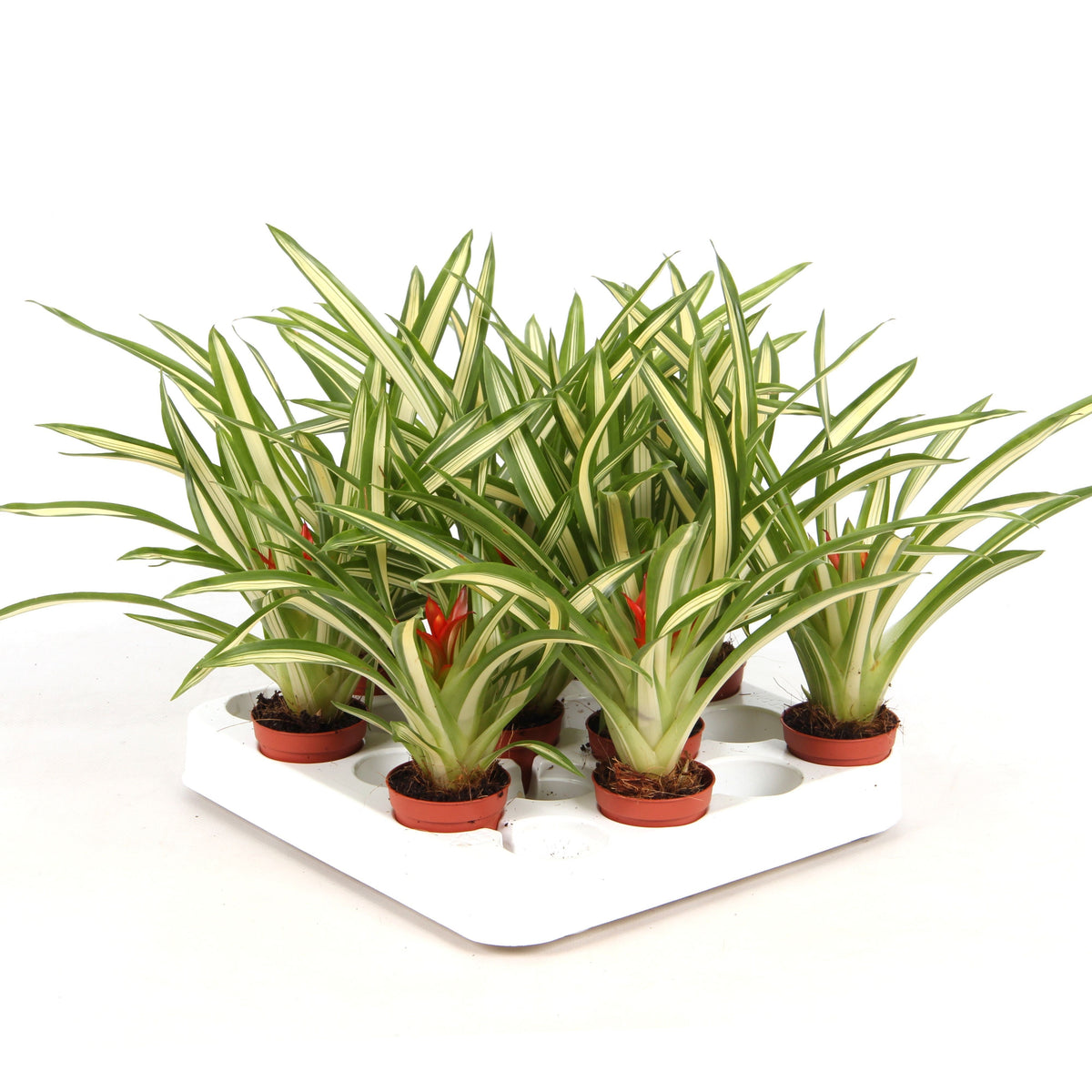 Guzmania Ice Cream 15cm 5.5cm Pot