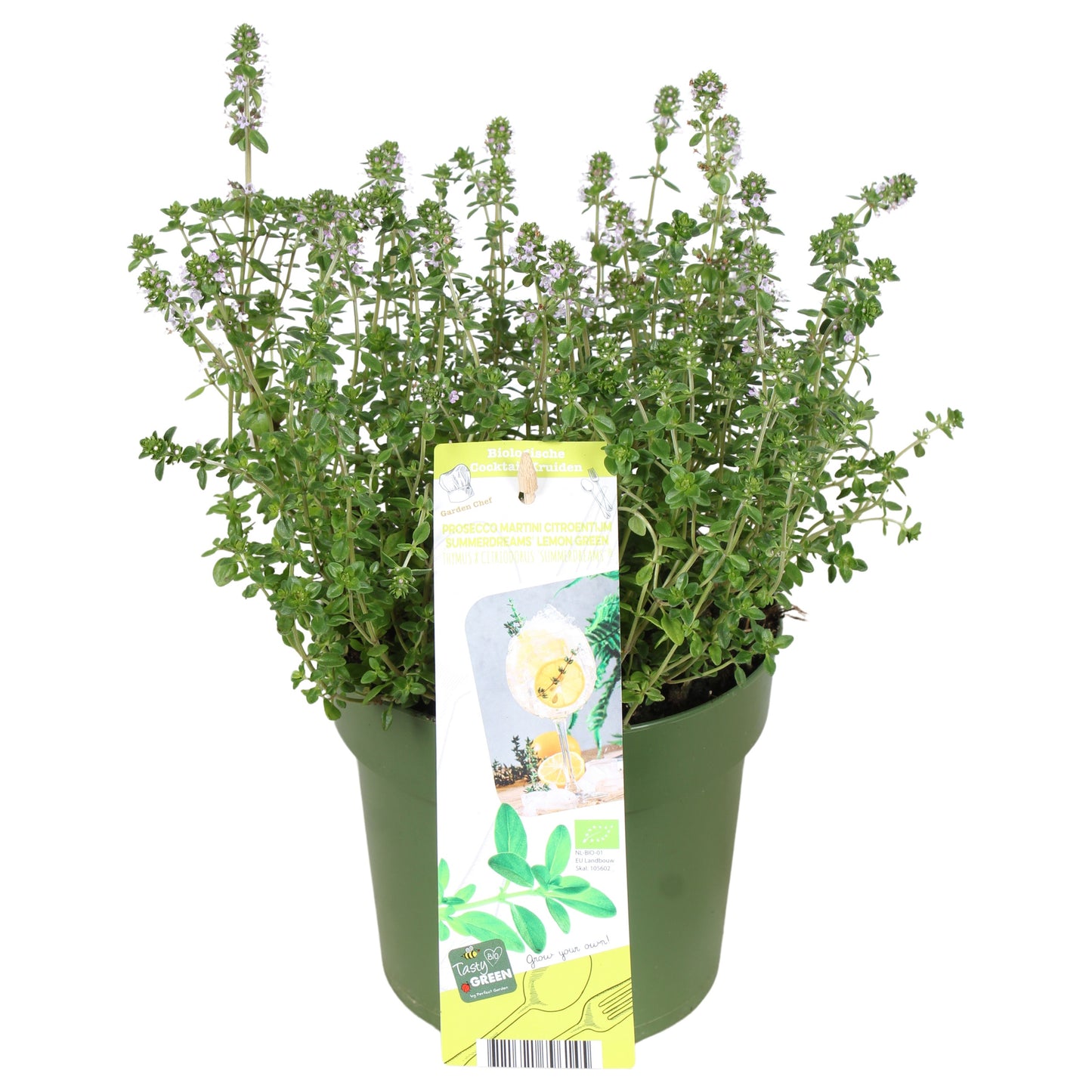 Thymus citriodorus 30cm 14cm Pot