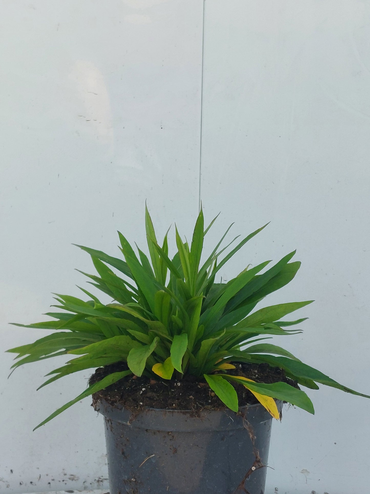 Aster dum. Lady in Blue 30cm 17cm Pot