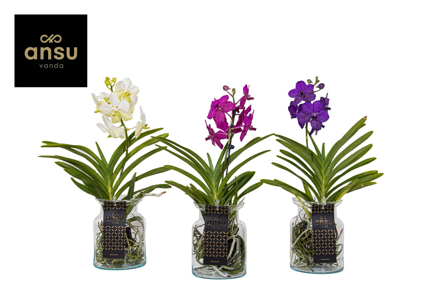 Ansu Vanda Bose mix Pack of 6