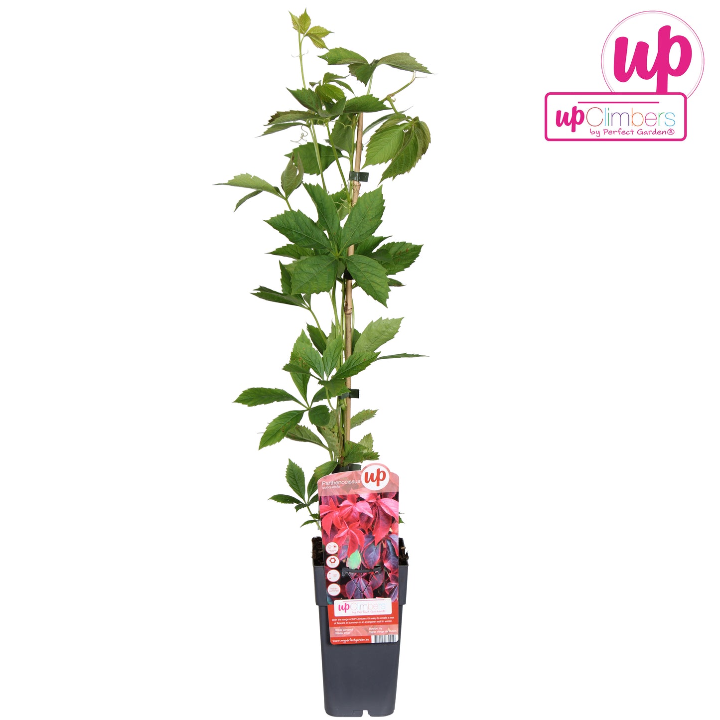 Parthenocissus quinquefolia 65cm 15cm Pot