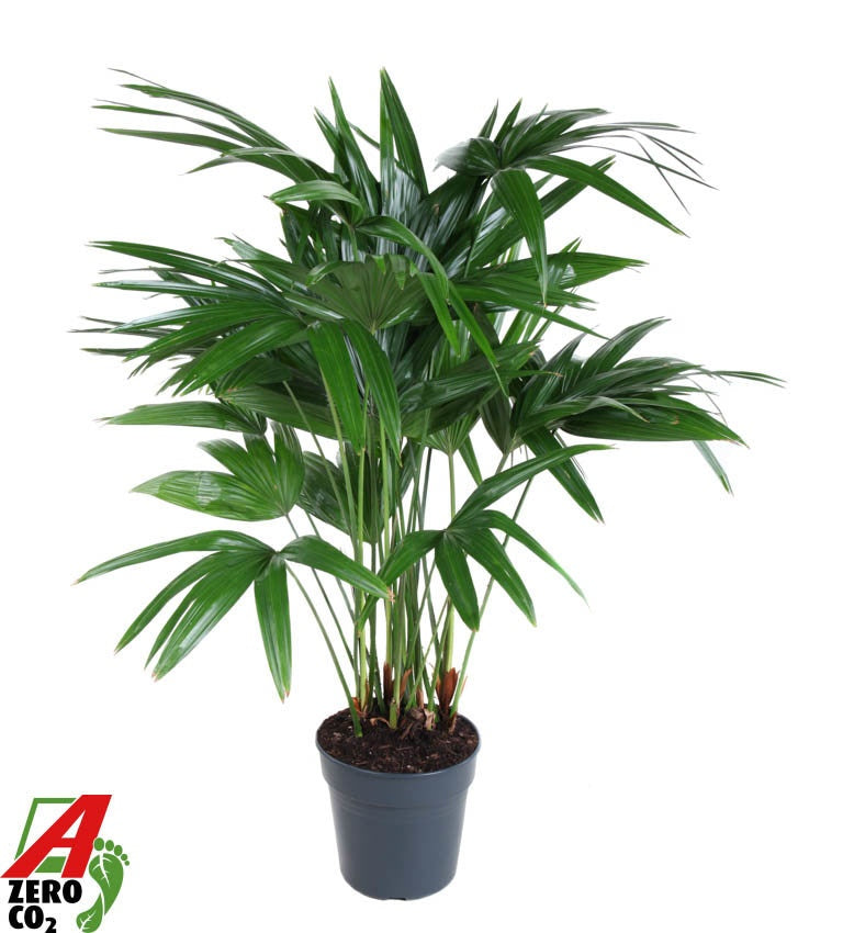 Livistona rotundifolia 120cm 27cm Pot