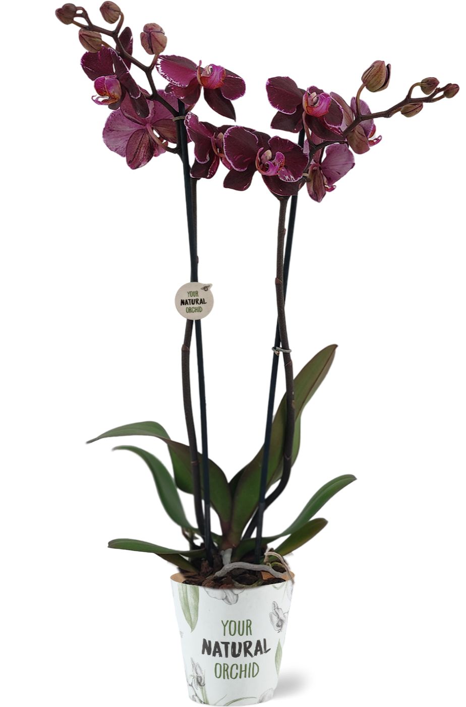 Phalaenopsis Montpellier 60cm 12cm Pot