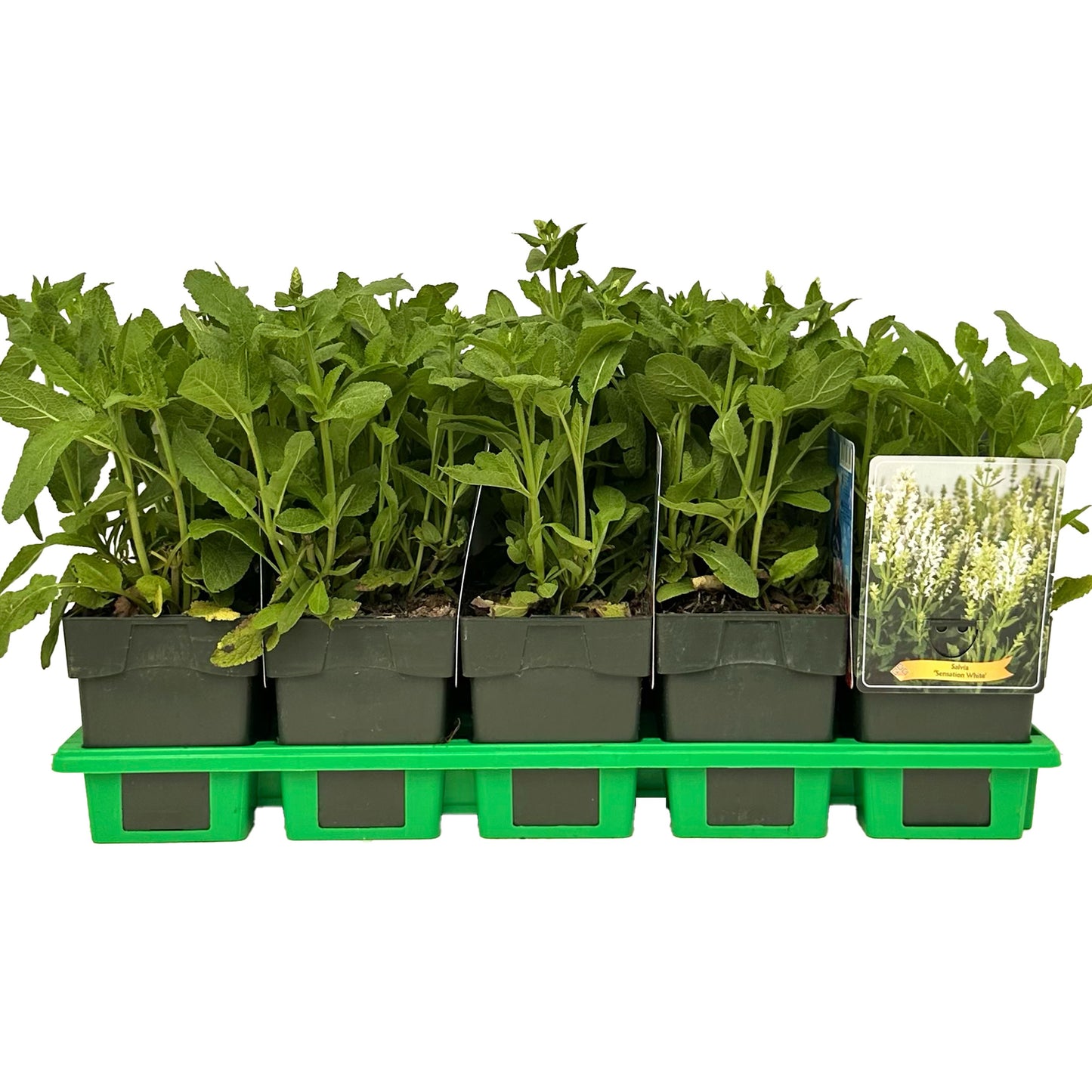 Salvia nem. Sensation White 25cm 11cm Pot