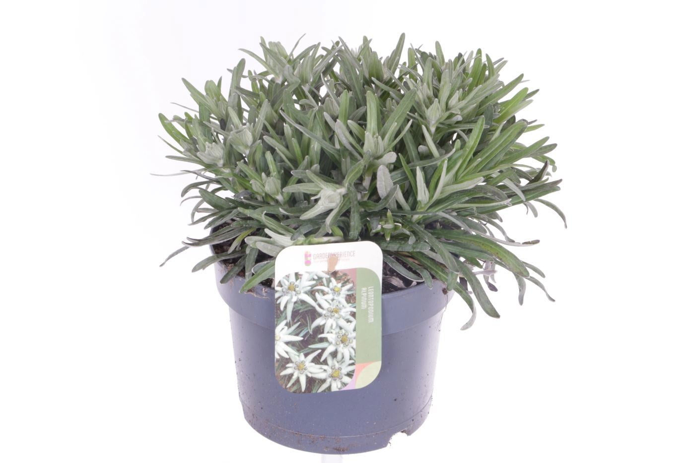 Leontopodium alpinum 25cm 17cm Pot