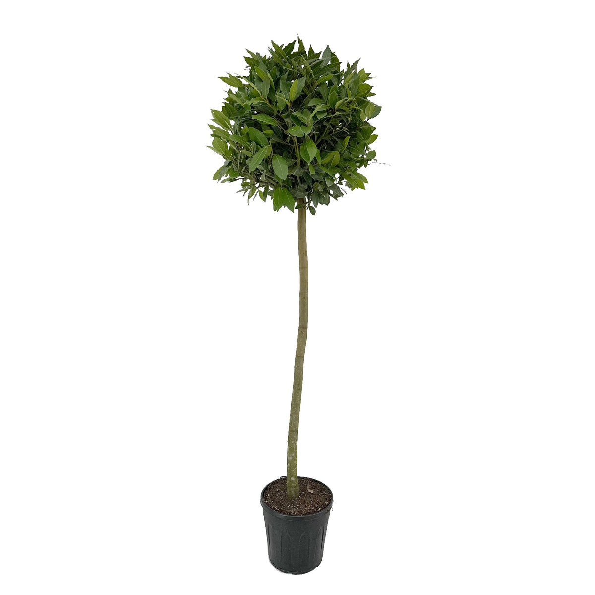 Laurus nobilis 160cm 25cm Pot