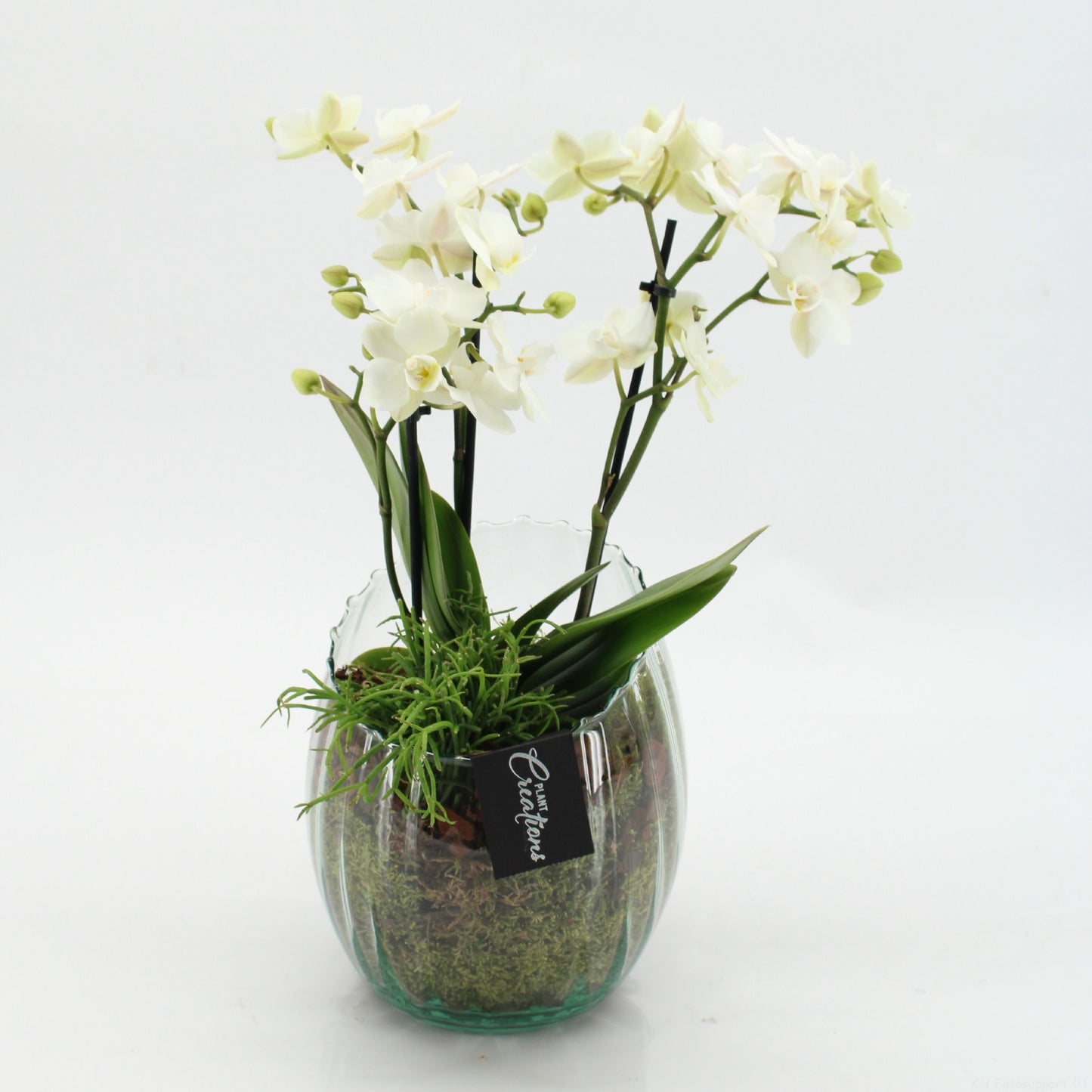 PHAL-2612W Phalaenopsis creatie 45cm 16cm Pot