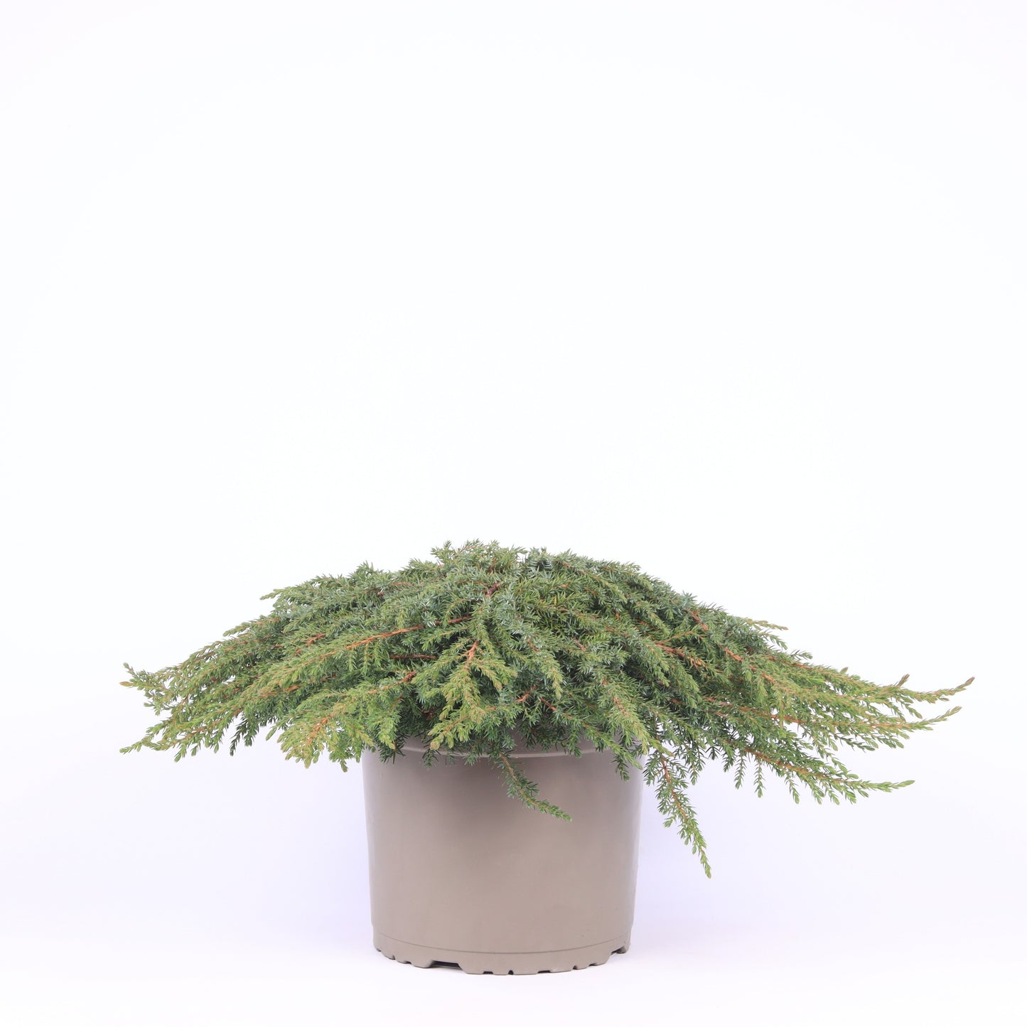 Juniperus Green Carpet 40cm 23cm Pot