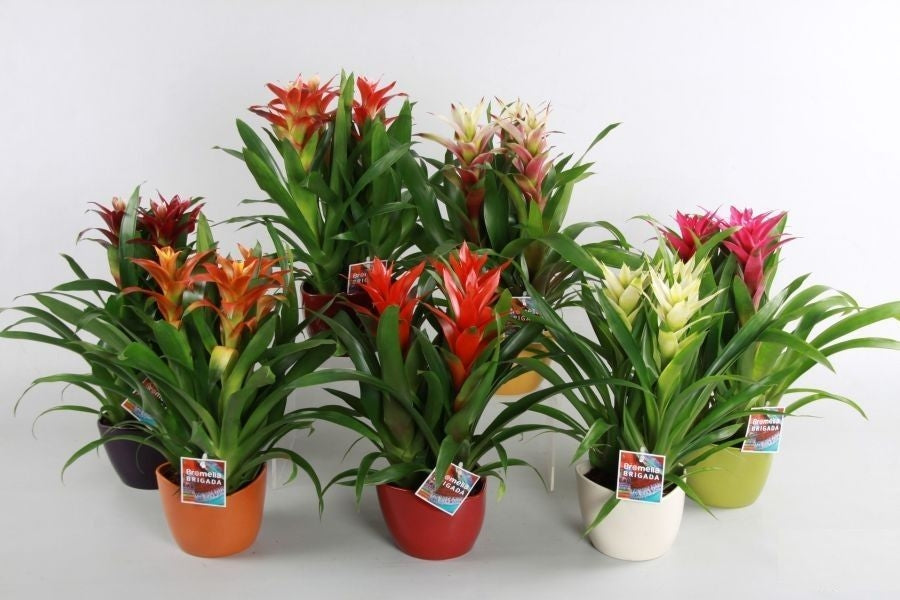 Guzmania mix 45cm 19cm Pot