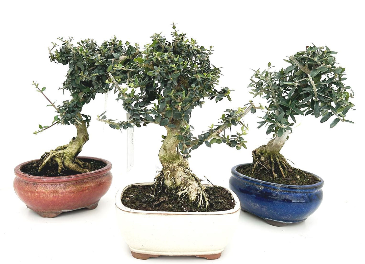Olea europaea 30cm 16cm Pot