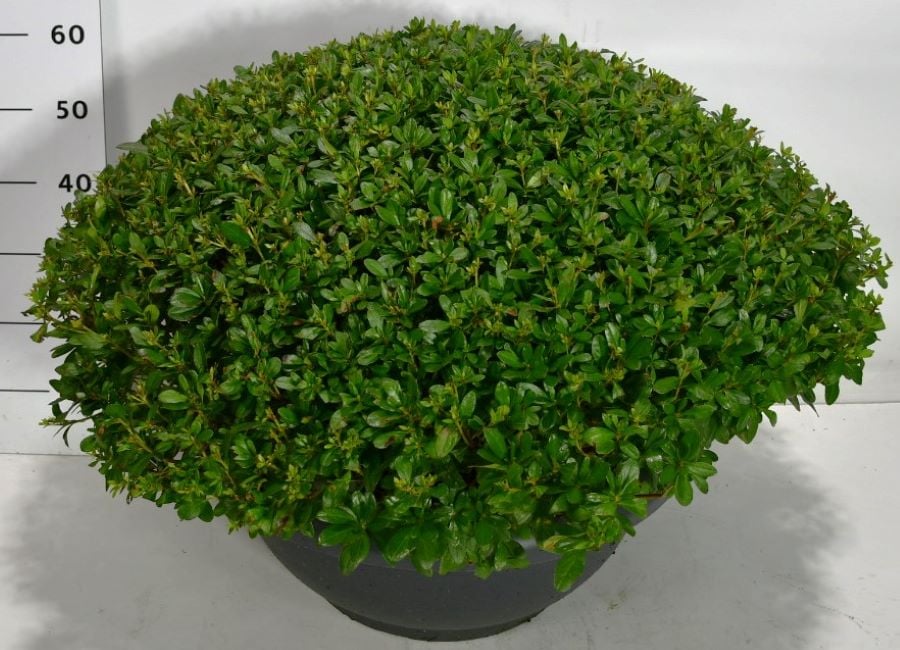 Rhododendron Hino Crimson 70cm 50cm Pot