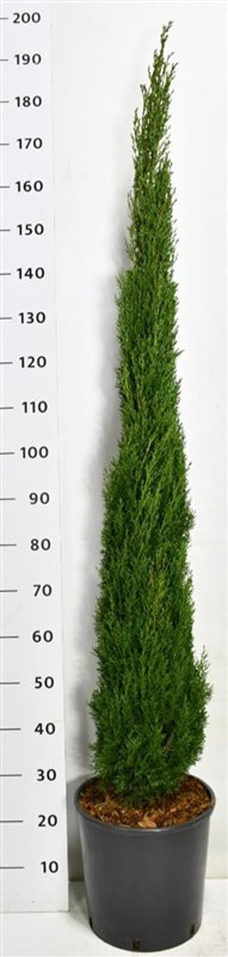 Cupressus semp. Totem 190cm 38cm Pot