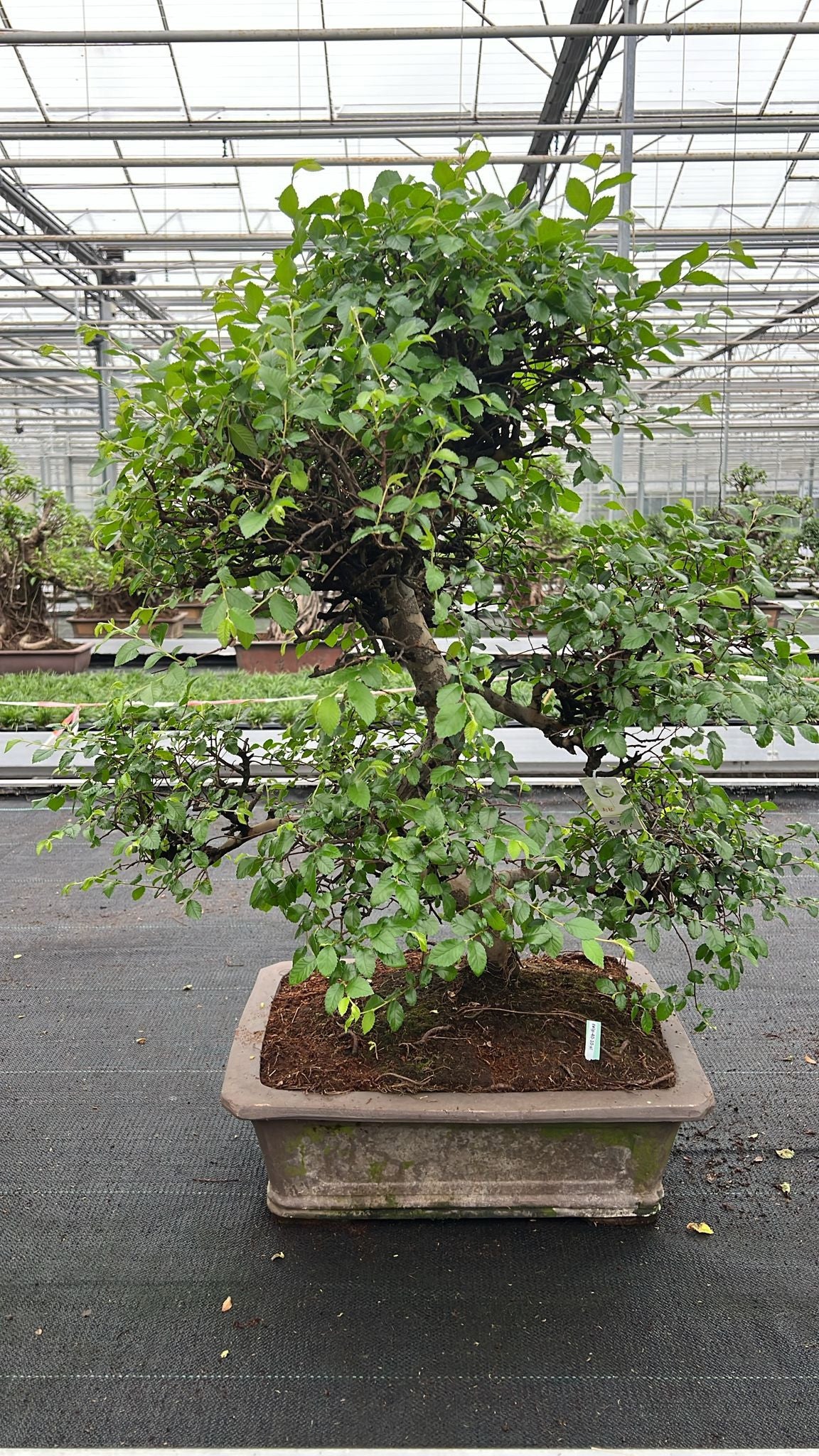 Zelkova sp. Bonsai 90cm 46cm Pot