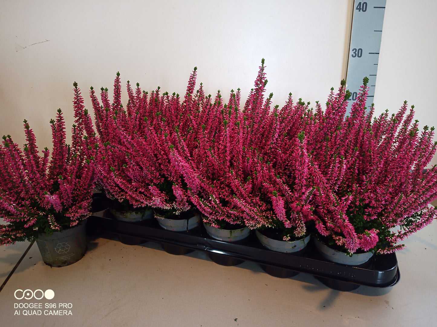 Dwingelflora Vof, Kwekery Calluna Beauty Ladies red Pack of 18