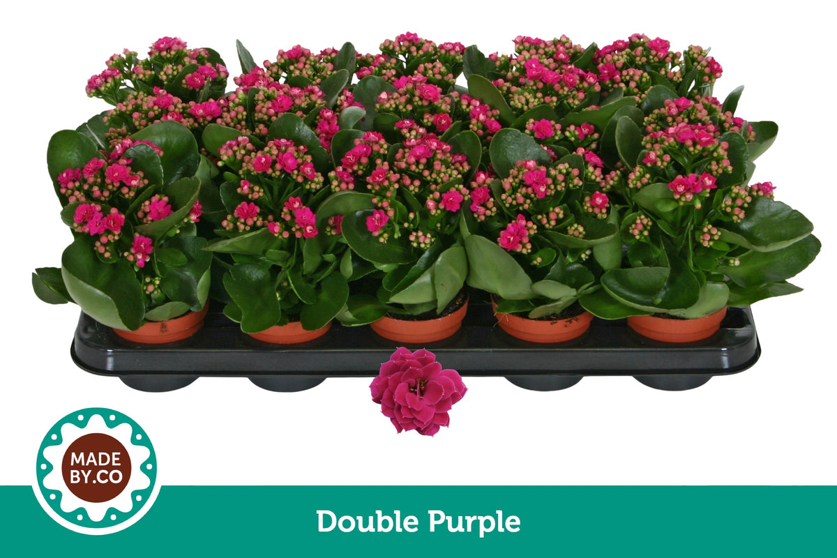 Kalanchoe Rosalina Geraldo Purple 19cm 9cm Pot