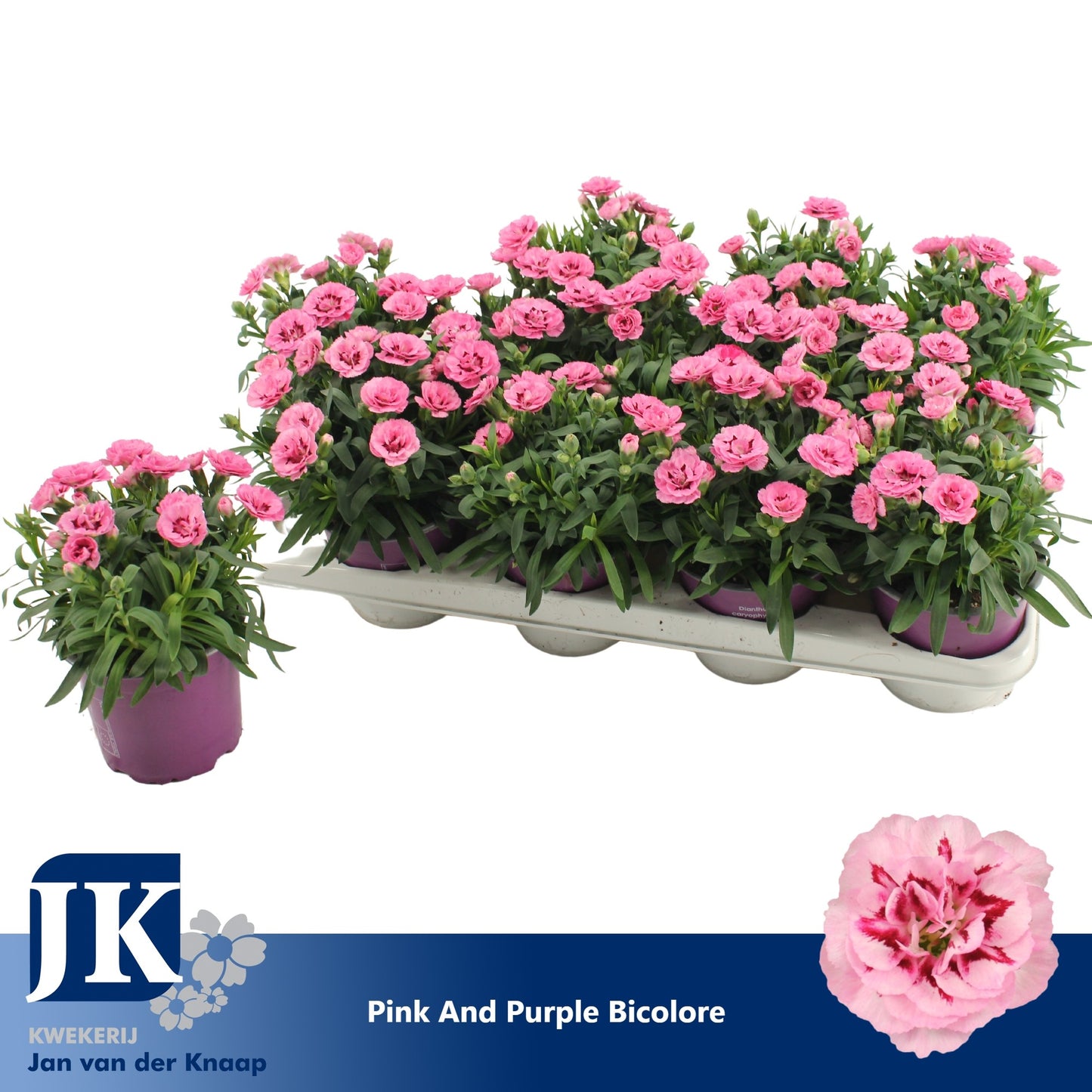 Dianthus Oscar Pink and Purple 22cm 12cm Pot