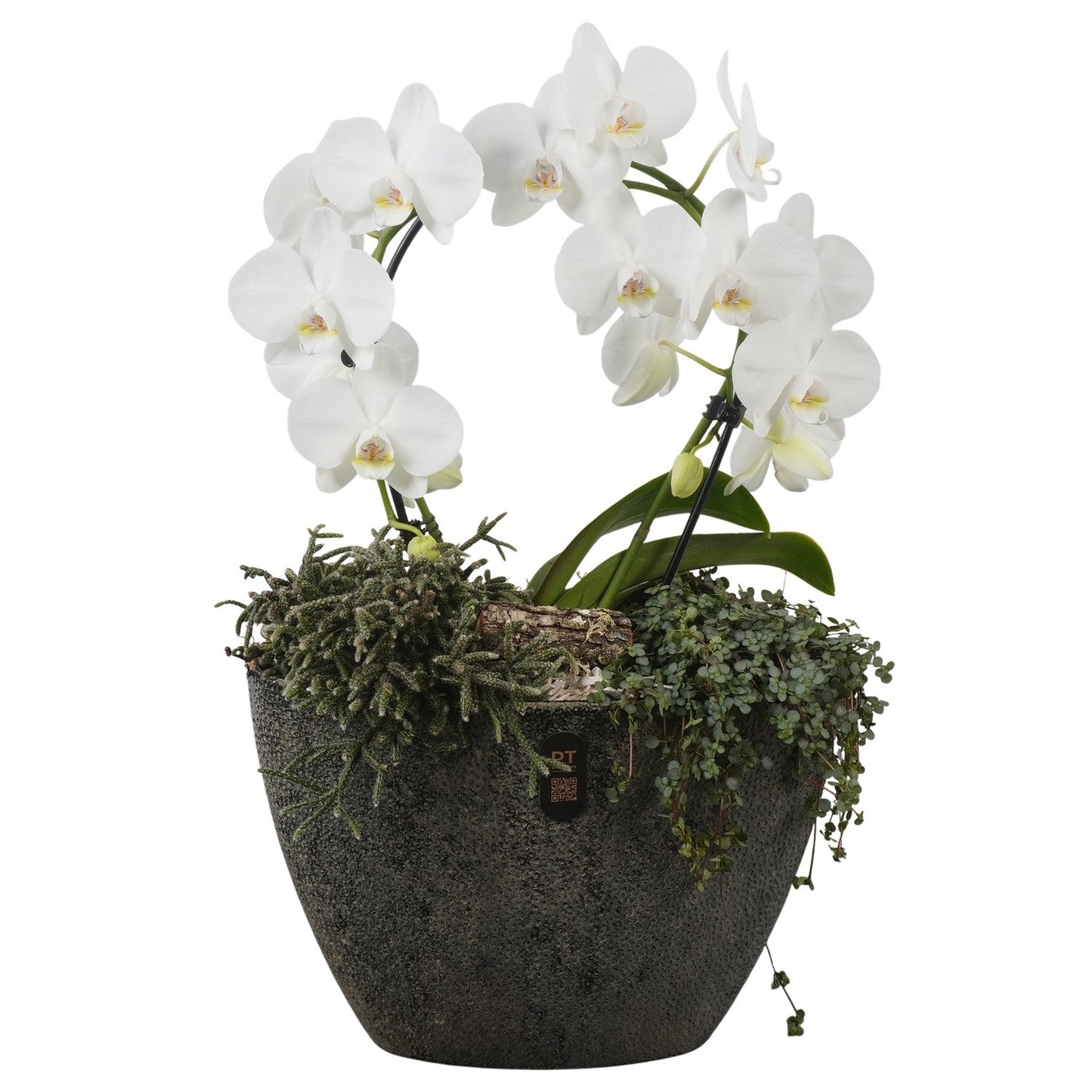 Indoor arrangement 58cm 33cm Pot