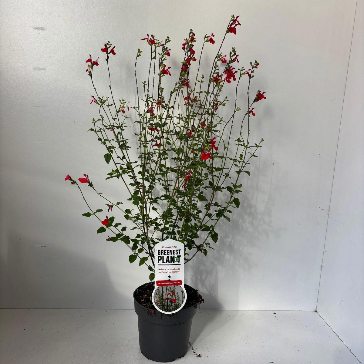 Salvia mic. Hot Lips 65cm 17cm Pot