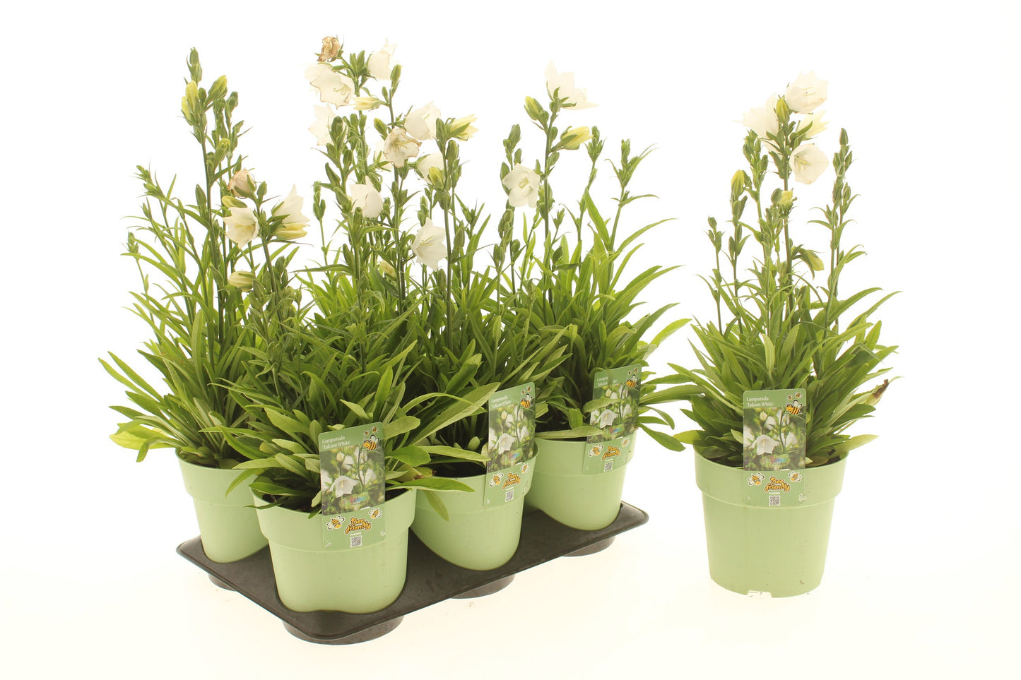 Campanula Takion White (perennial) 25cm 15cm Pot