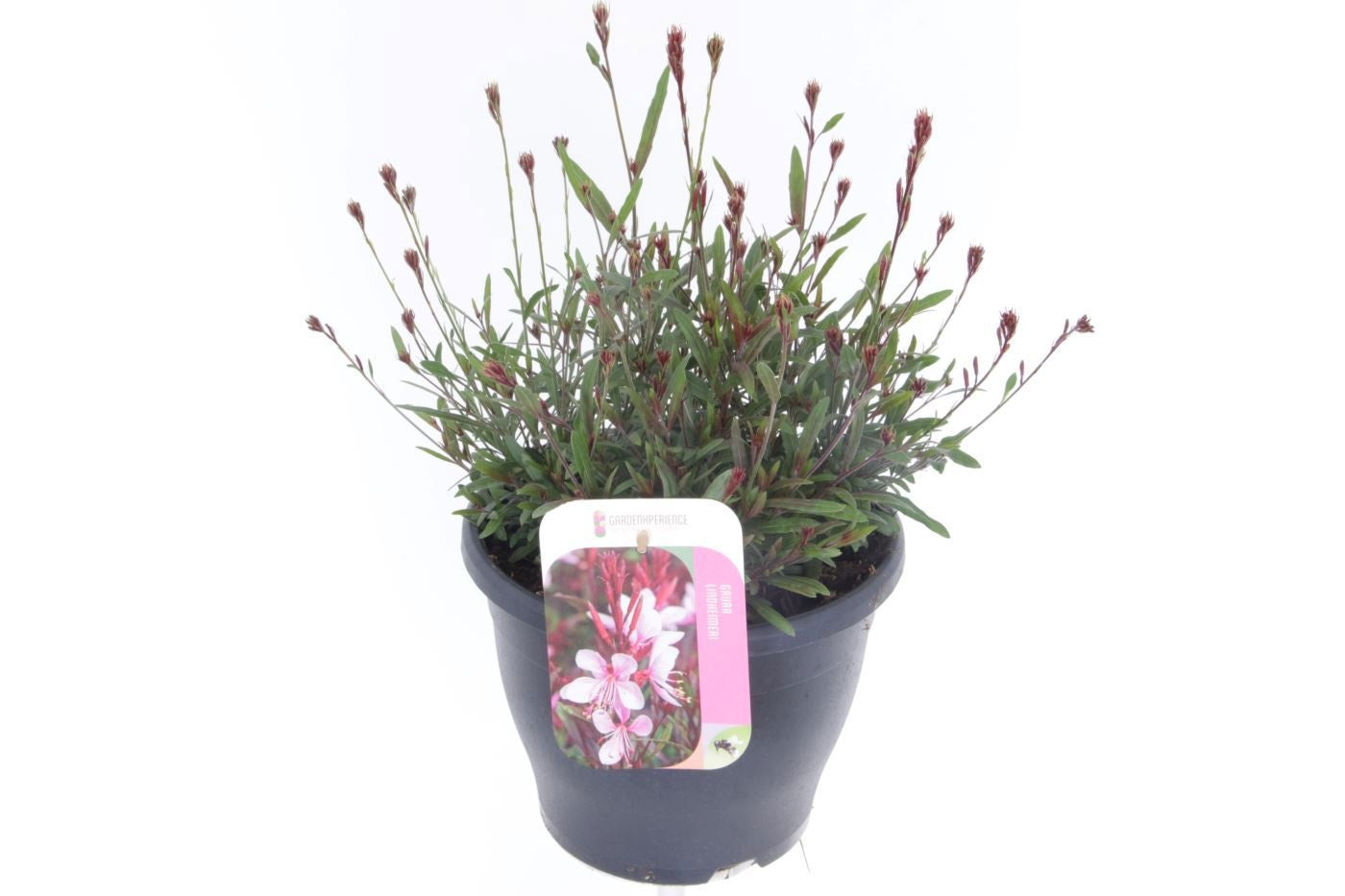 Gaura lindheimeri 50cm 23cm Pot