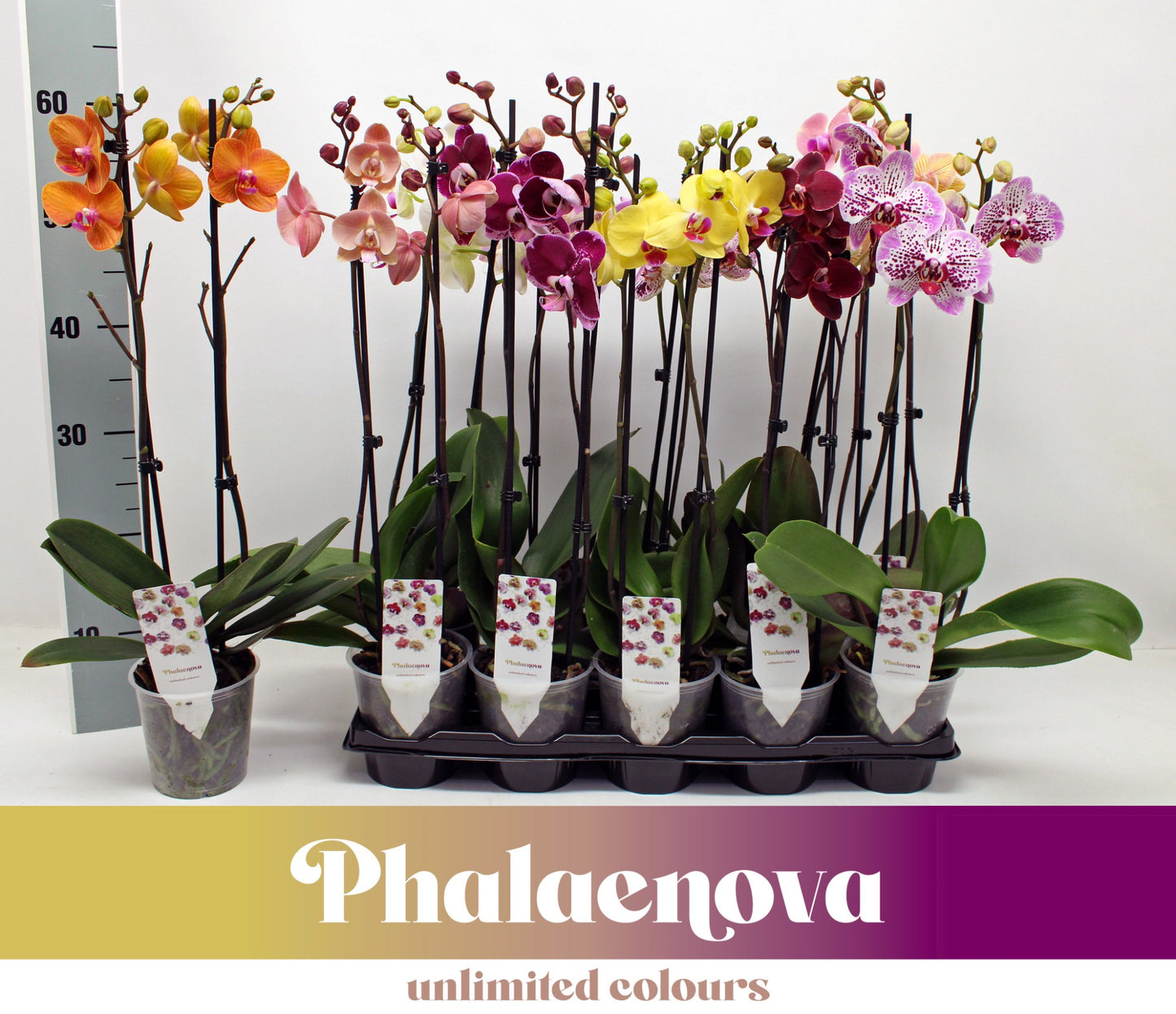 Phalaenopsis mix 60cm 12cm Pot