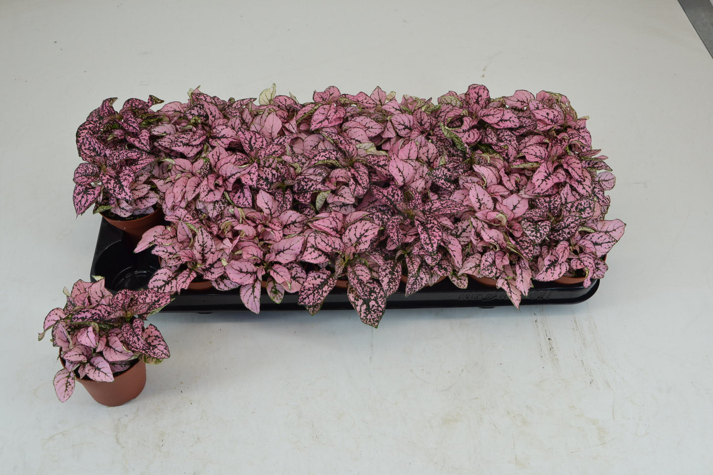 Schoenmakers Verkoop BV Hypoestes pink Pack of 21