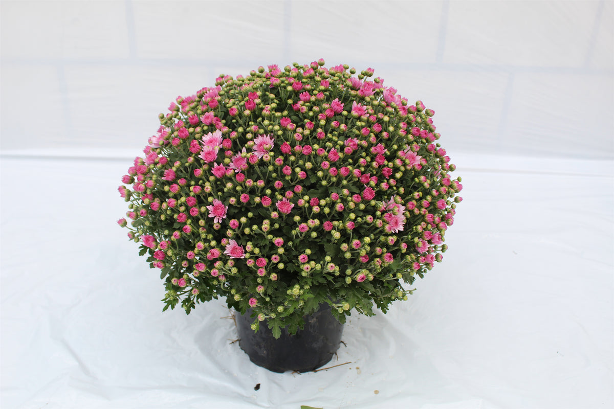 Chrysanthemum indicum 45cm 19cm Pot