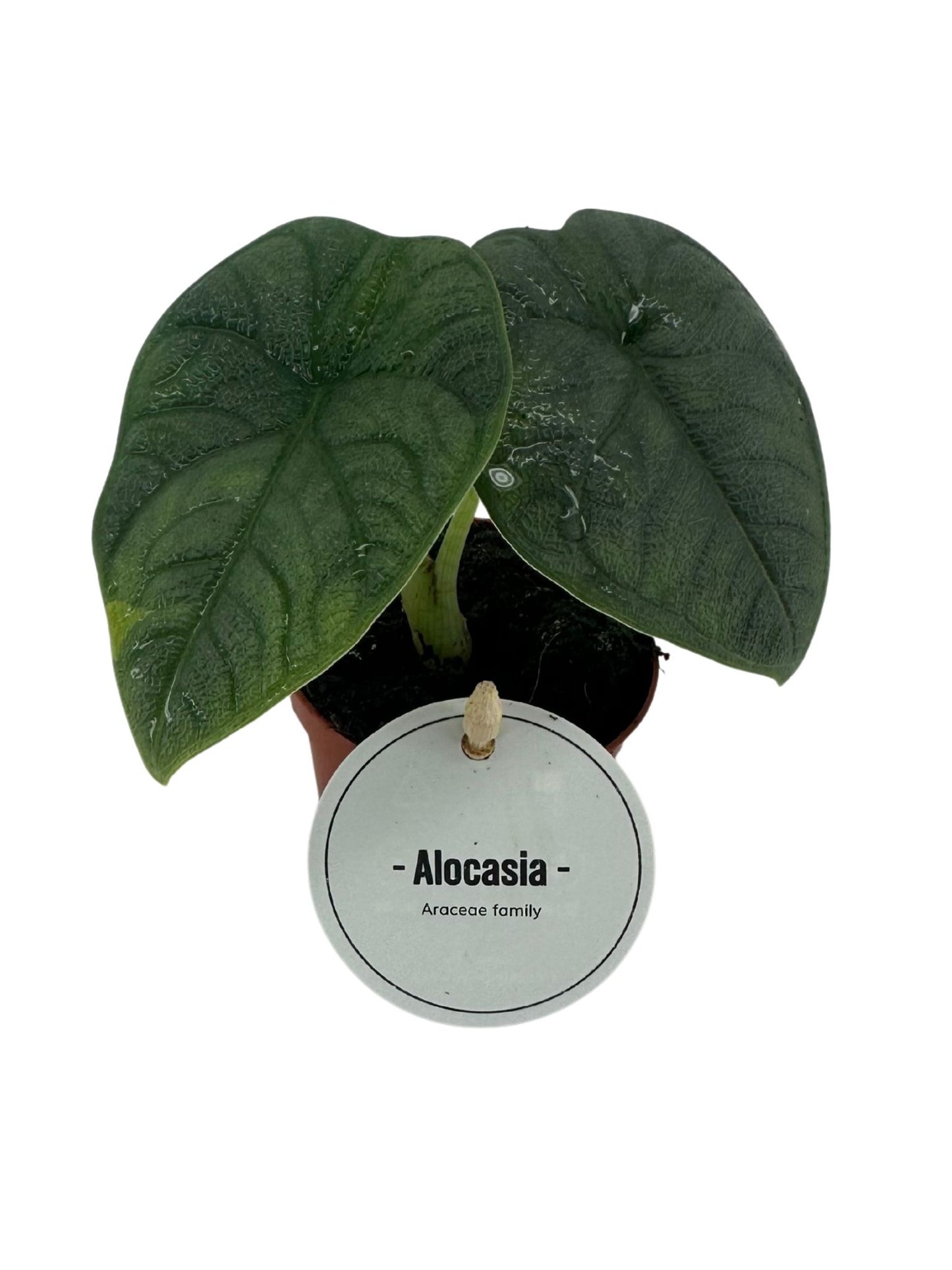 Alocasia Melo 10cm 6cm Pot