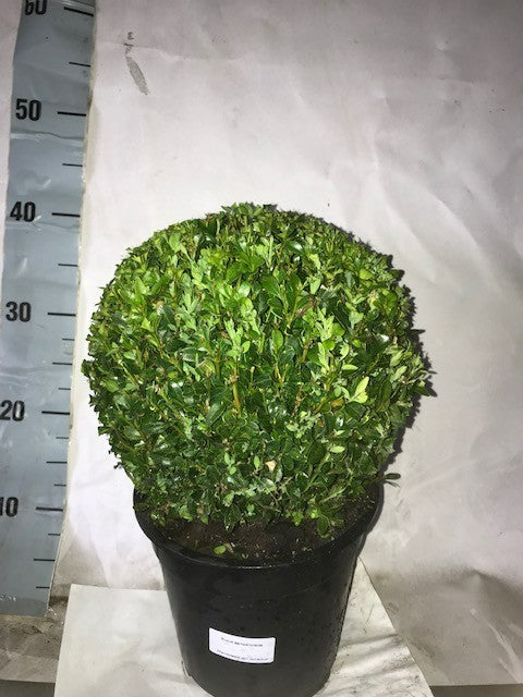 Buxus sempervirens ball 40cm 19cm Pot