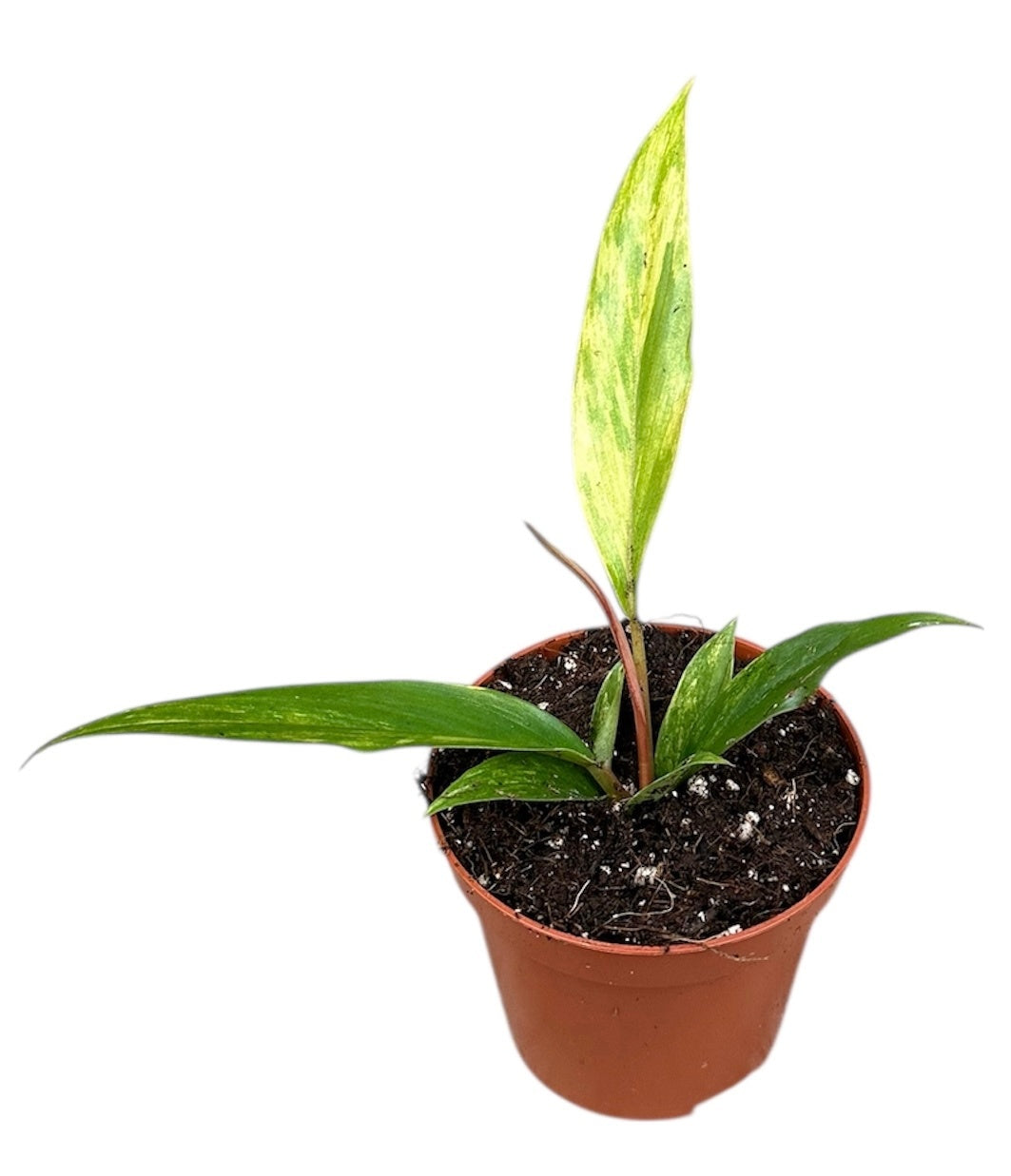 Philodendron scandens 12cm 8cm Pot