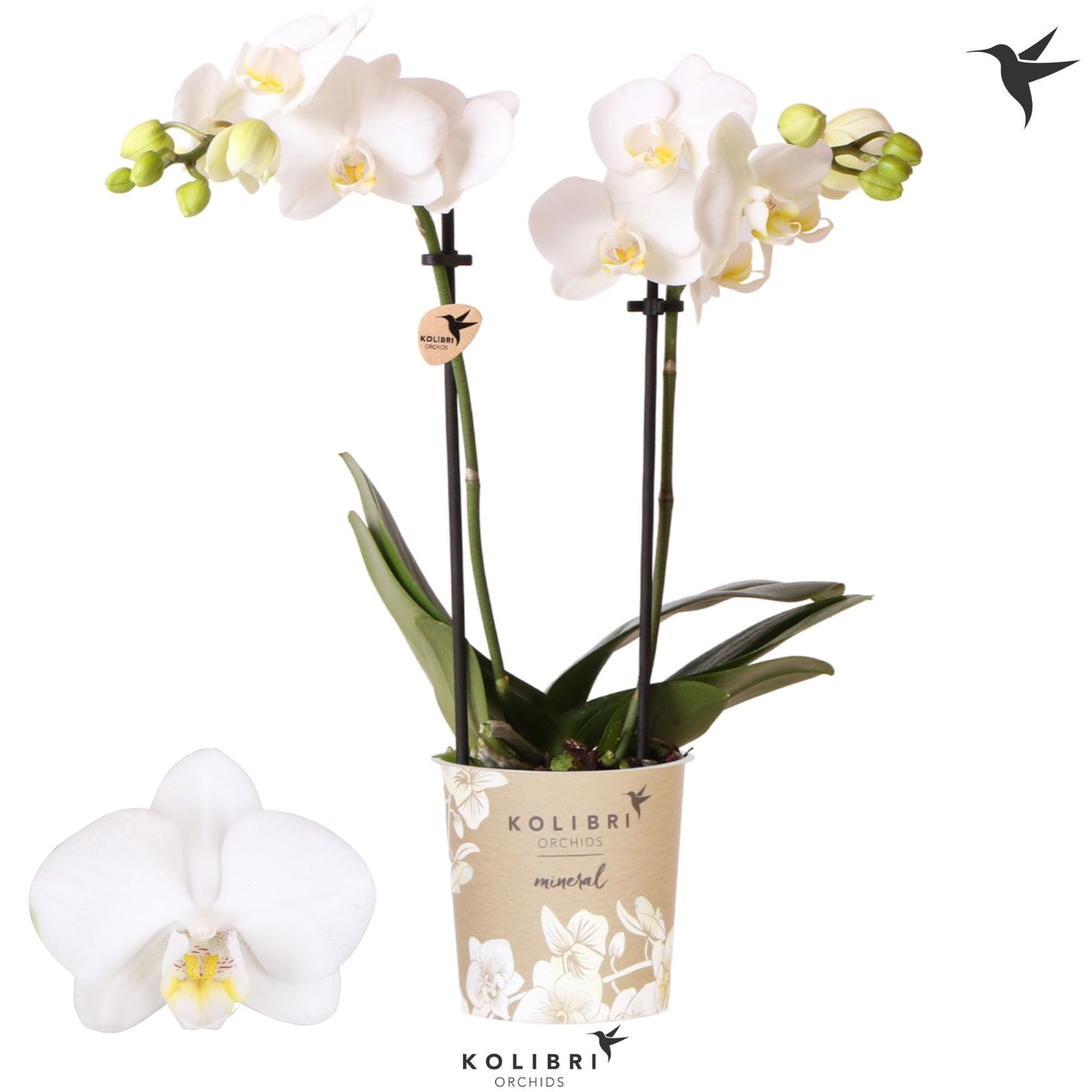 Phalaenopsis mf. Alaska 40cm 9cm Pot