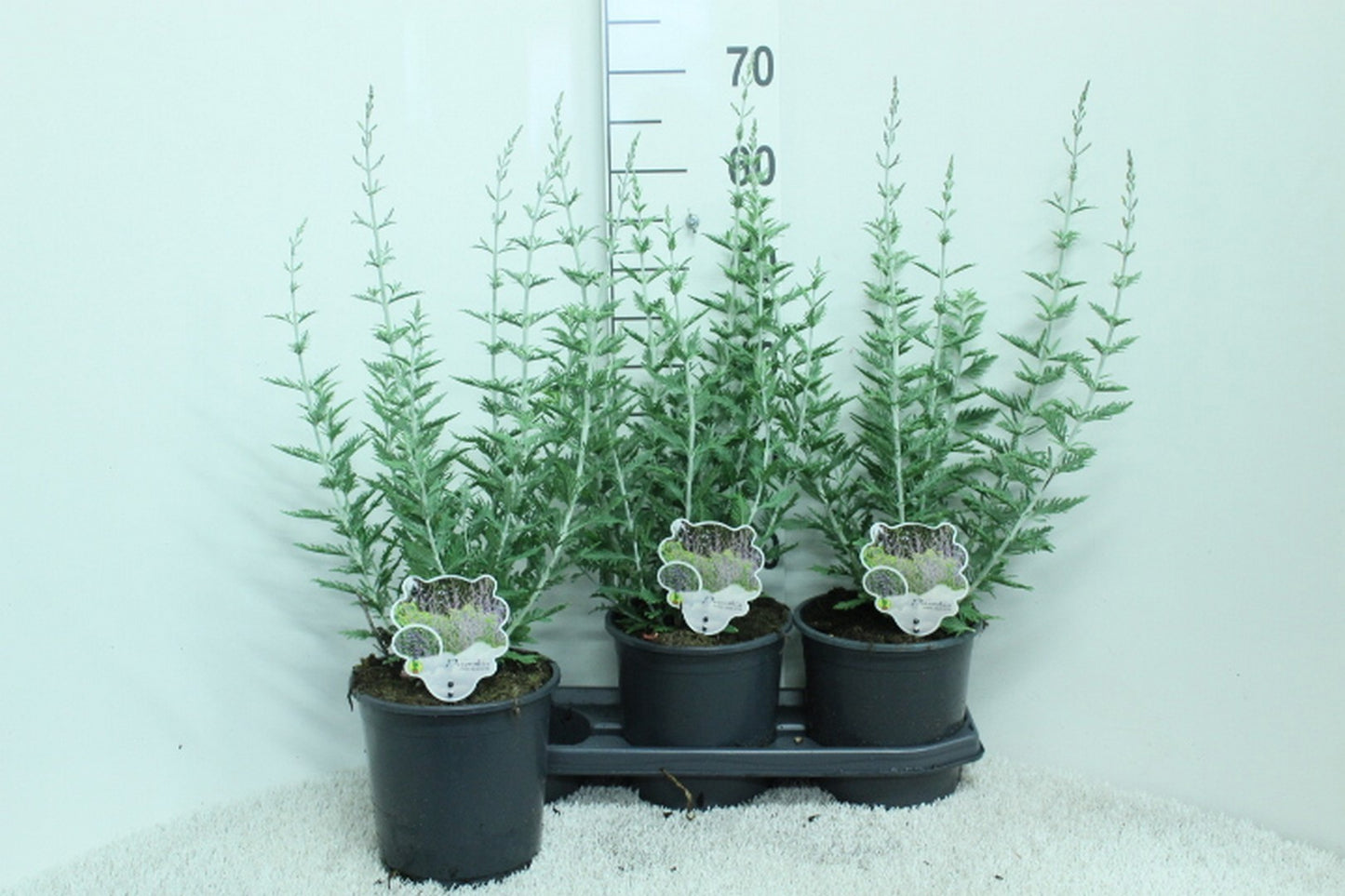 Perovskia Blue Spire 65cm 19cm Pot