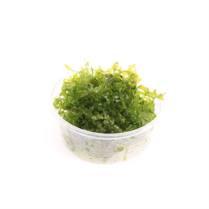 Aquarium plant mix 5cm 2cm Pot