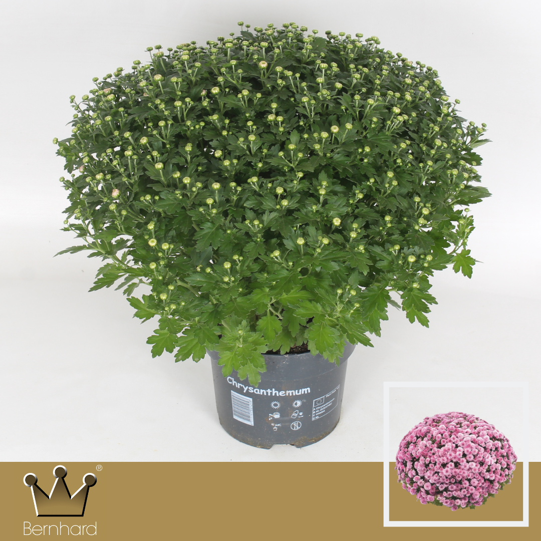 Chrysanthemum Jasoda Dark Pink 40cm 19cm Pot