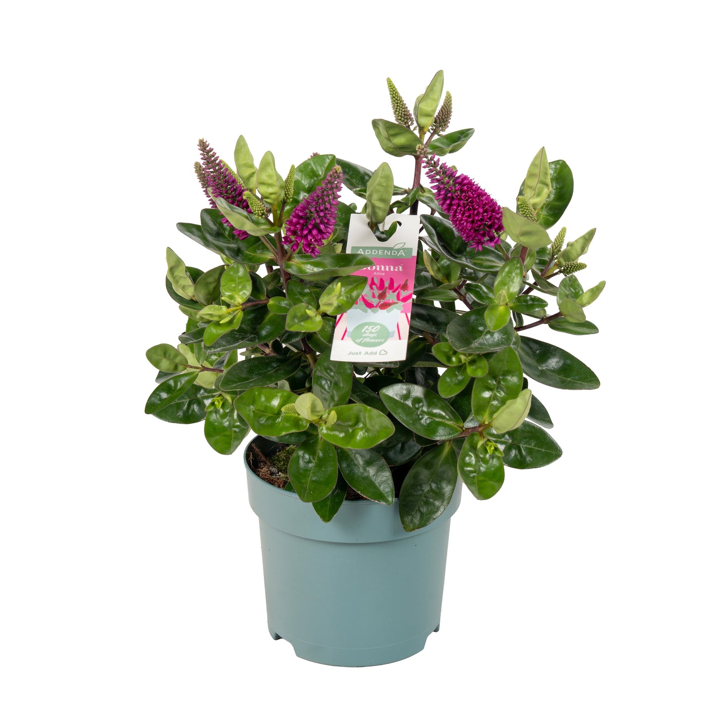 Hebe Hebedonna Alina 35cm 15cm Pot