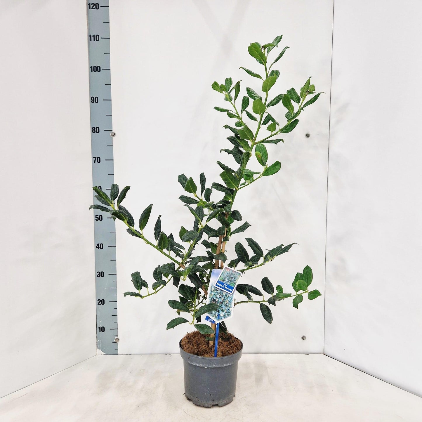 Ilex mix 90cm 19cm Pot