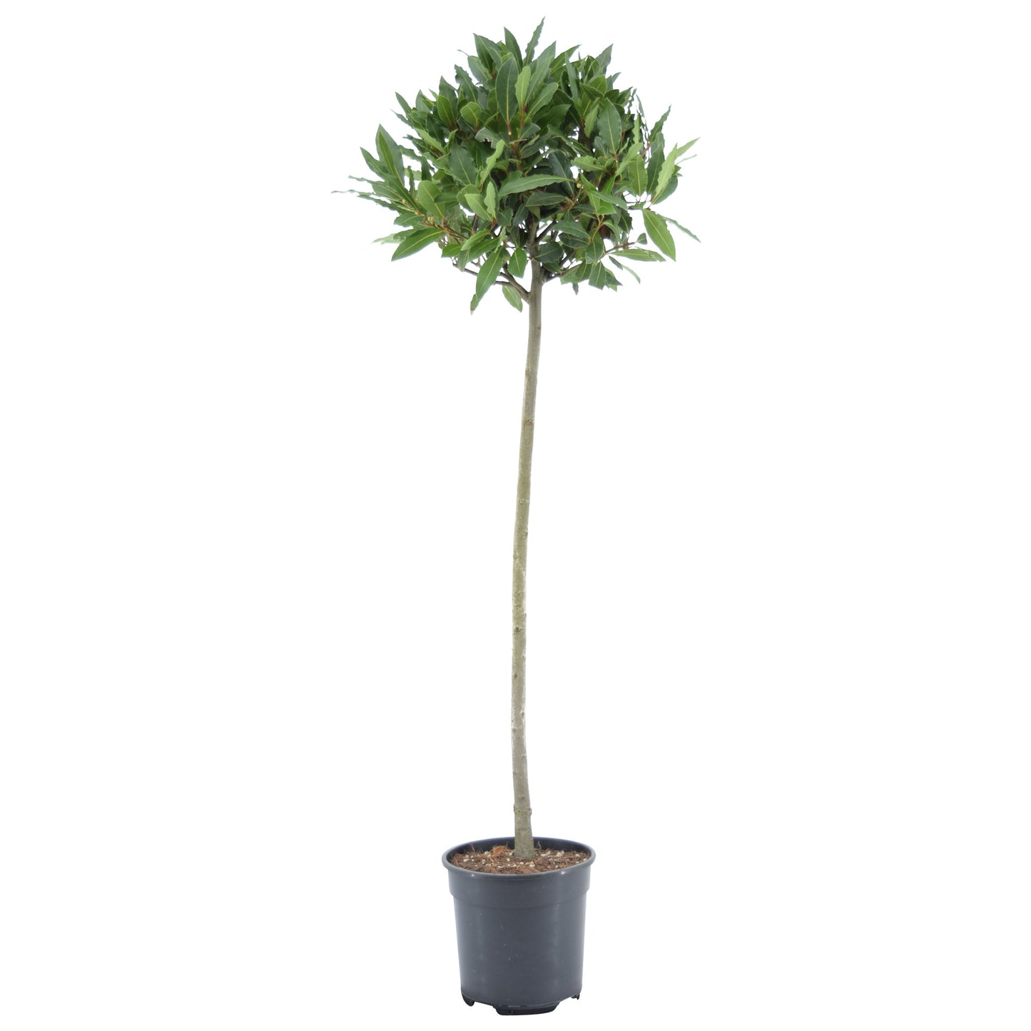 Laurus nobilis 110cm 20cm Pot