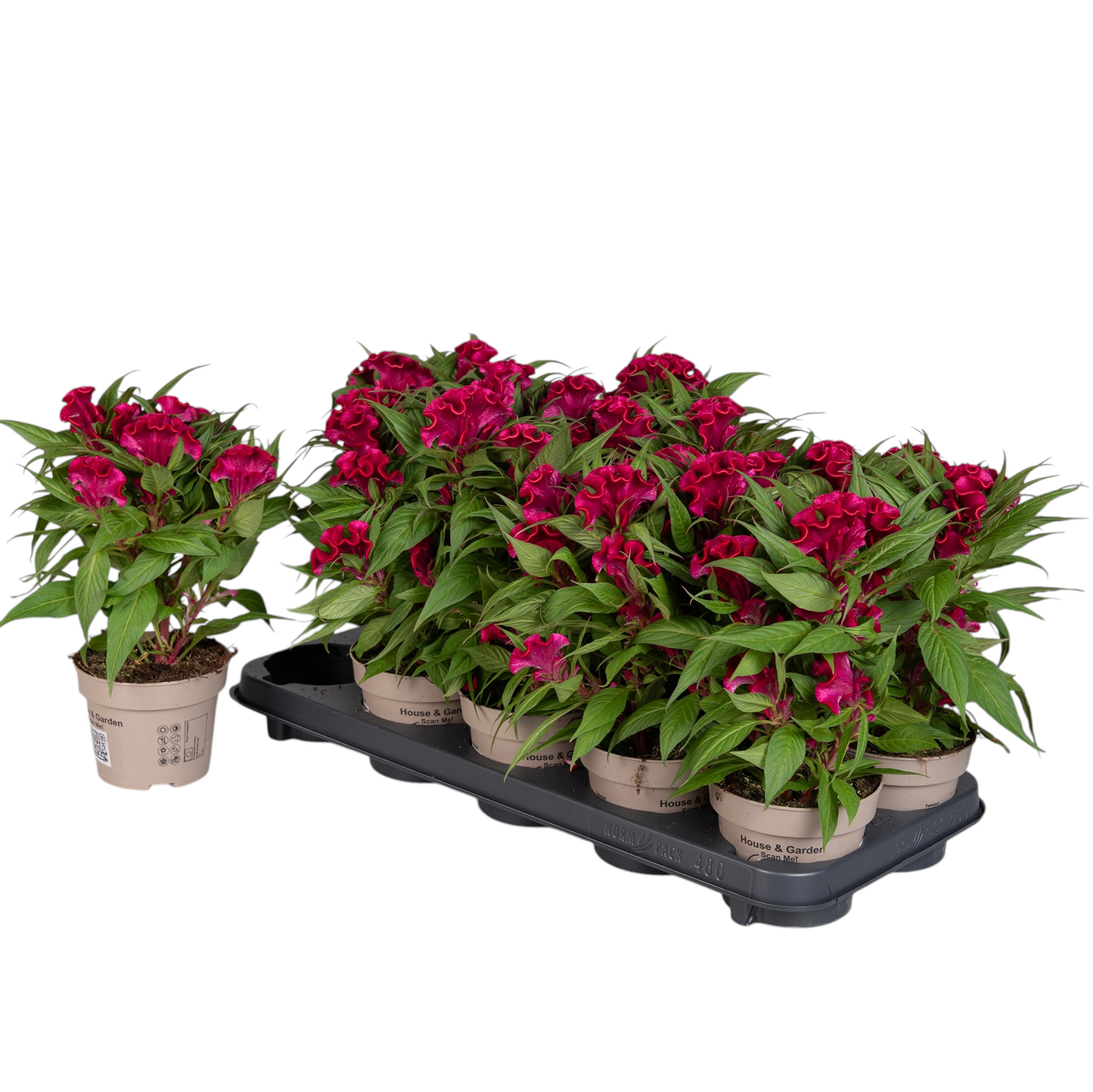 Celosia Twisted Magenta 30cm 12cm Pot