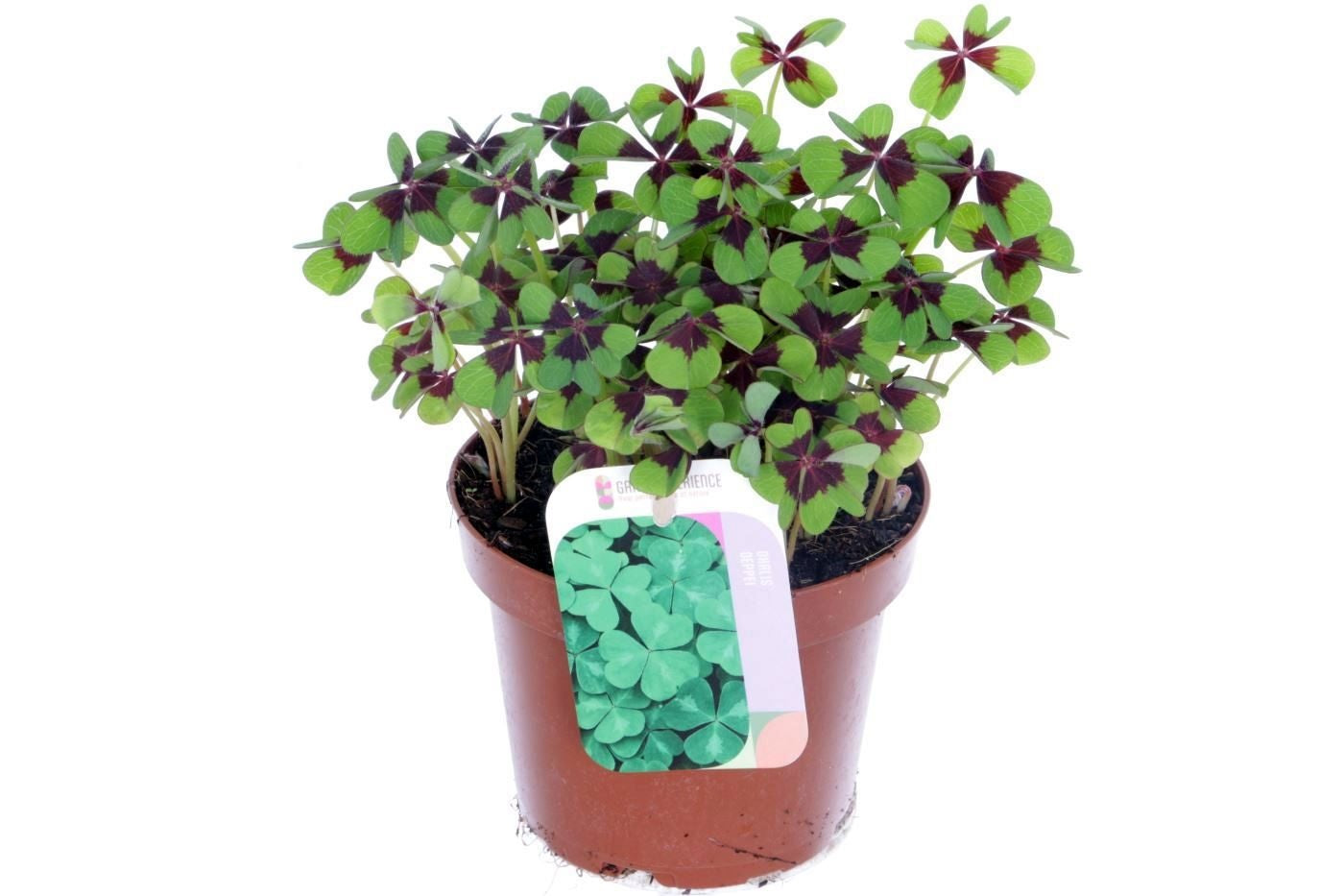 Oxalis deppei 30cm 13cm Pot