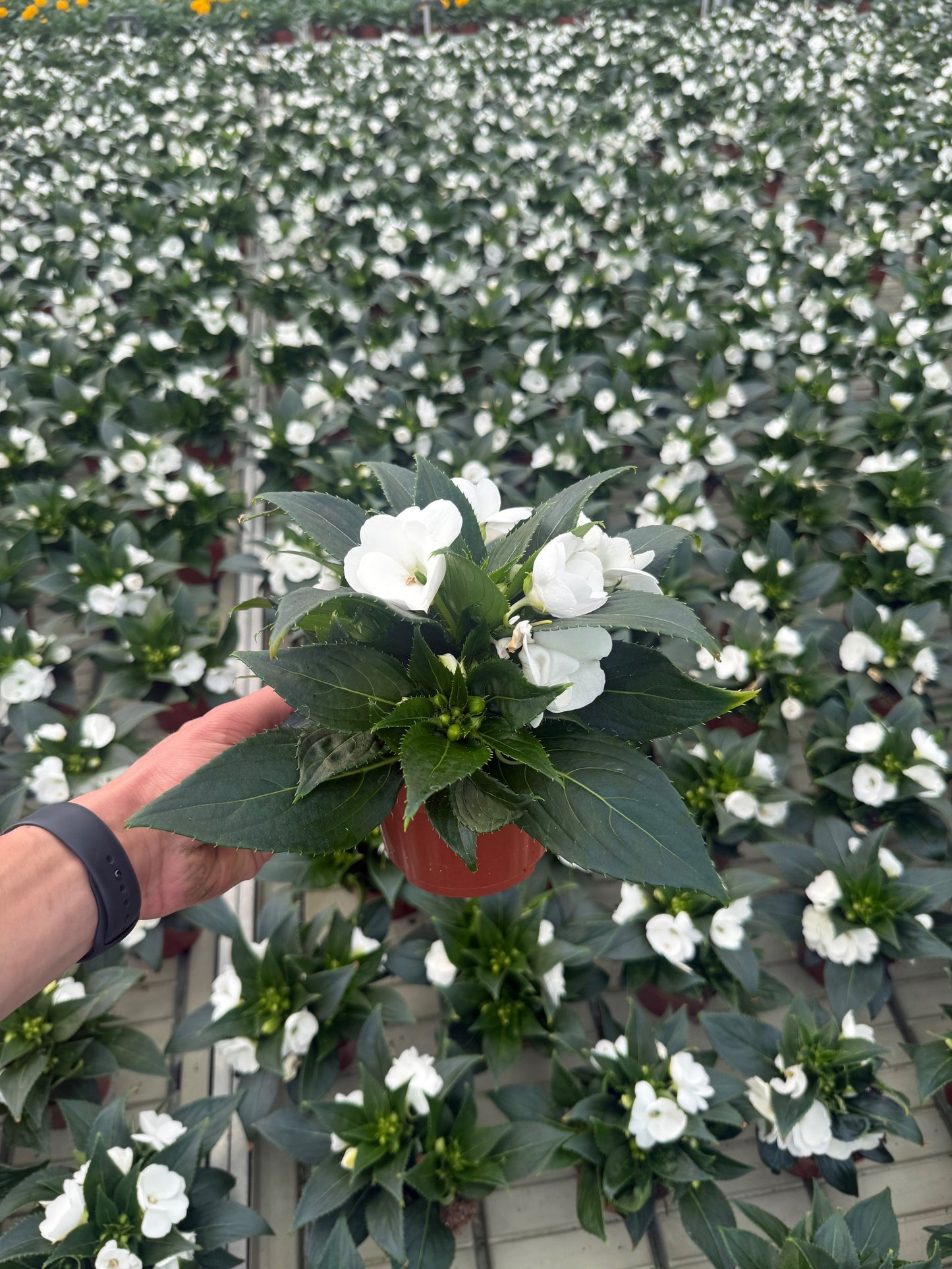 Impatiens Sunpatiens White 25cm 13cm Pot