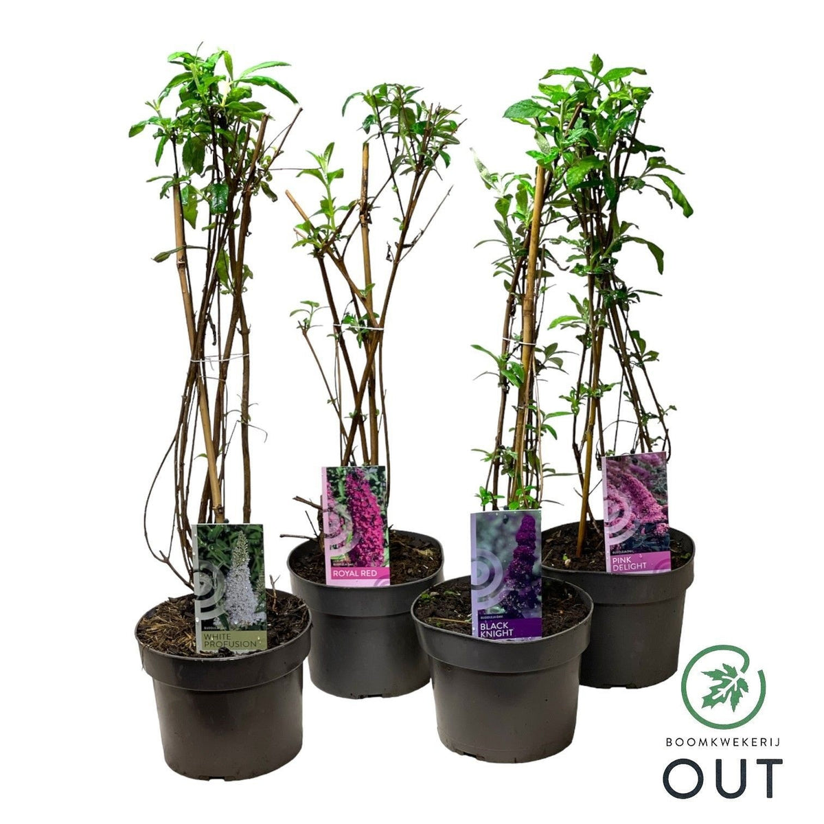Buddleja davidii mix 60cm 19cm Pot