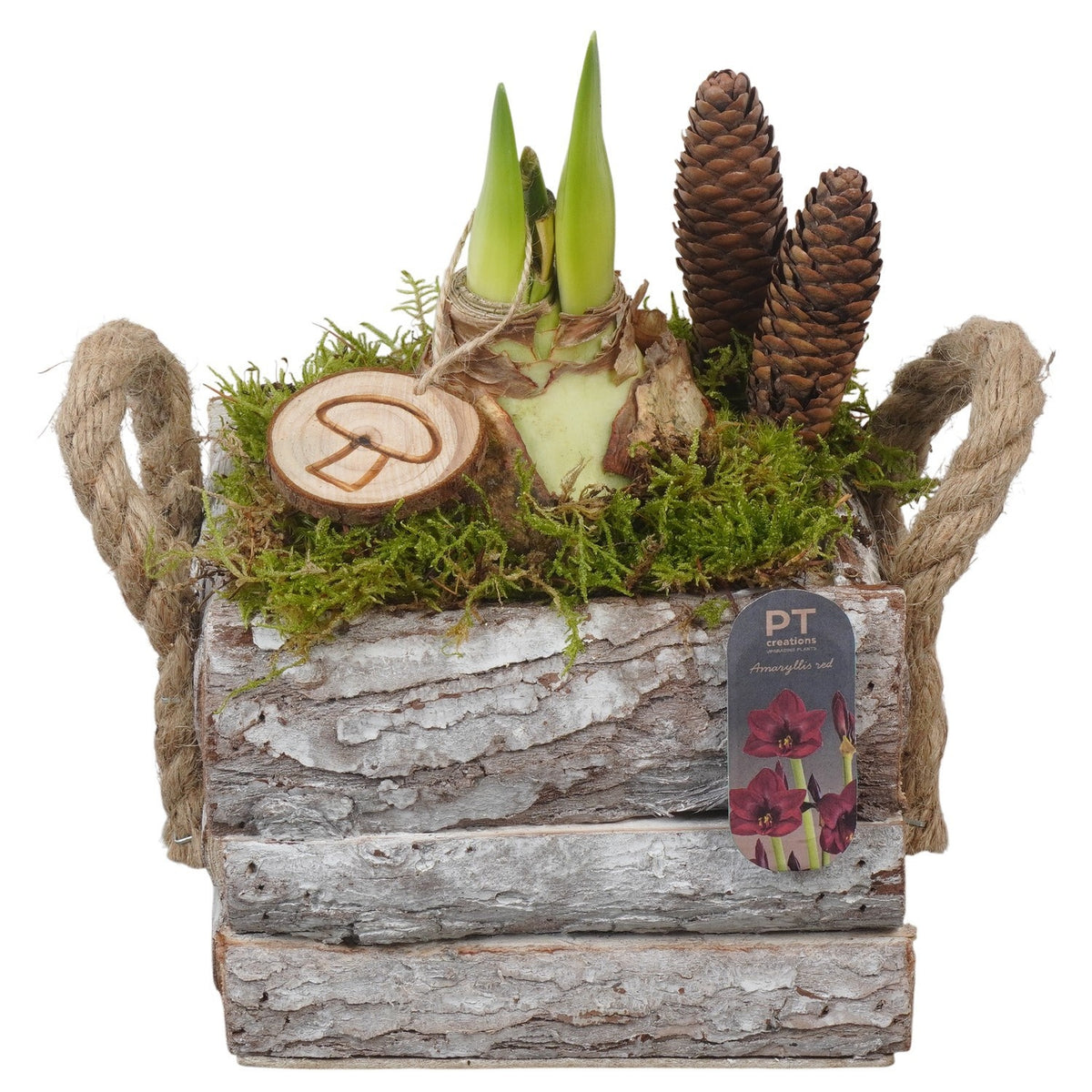 Hippeastrum arrangement 24cm 18cm Pot