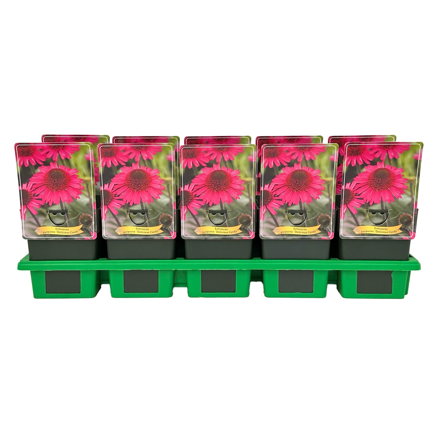 Echinacea Delicious Candy 25cm 11cm Pot