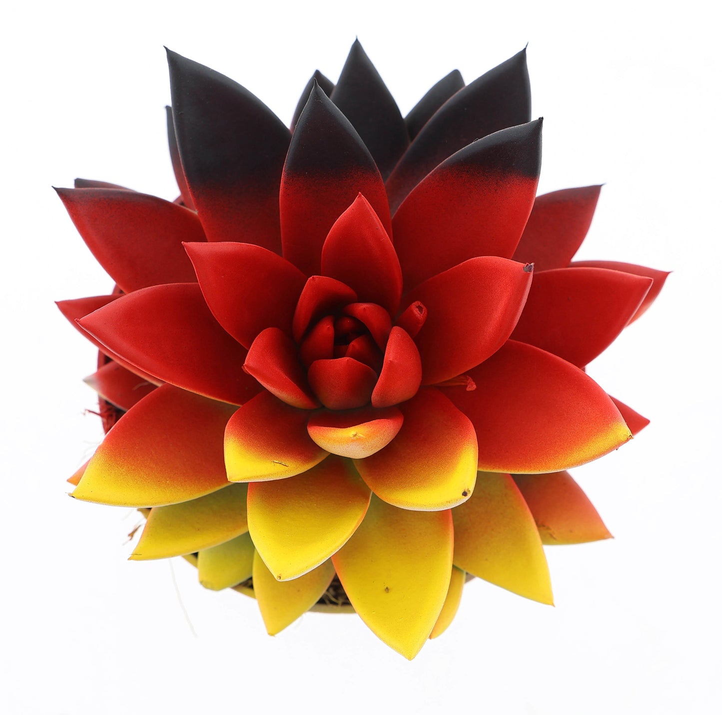 Rainbow Germany 12cm 510cm Pot