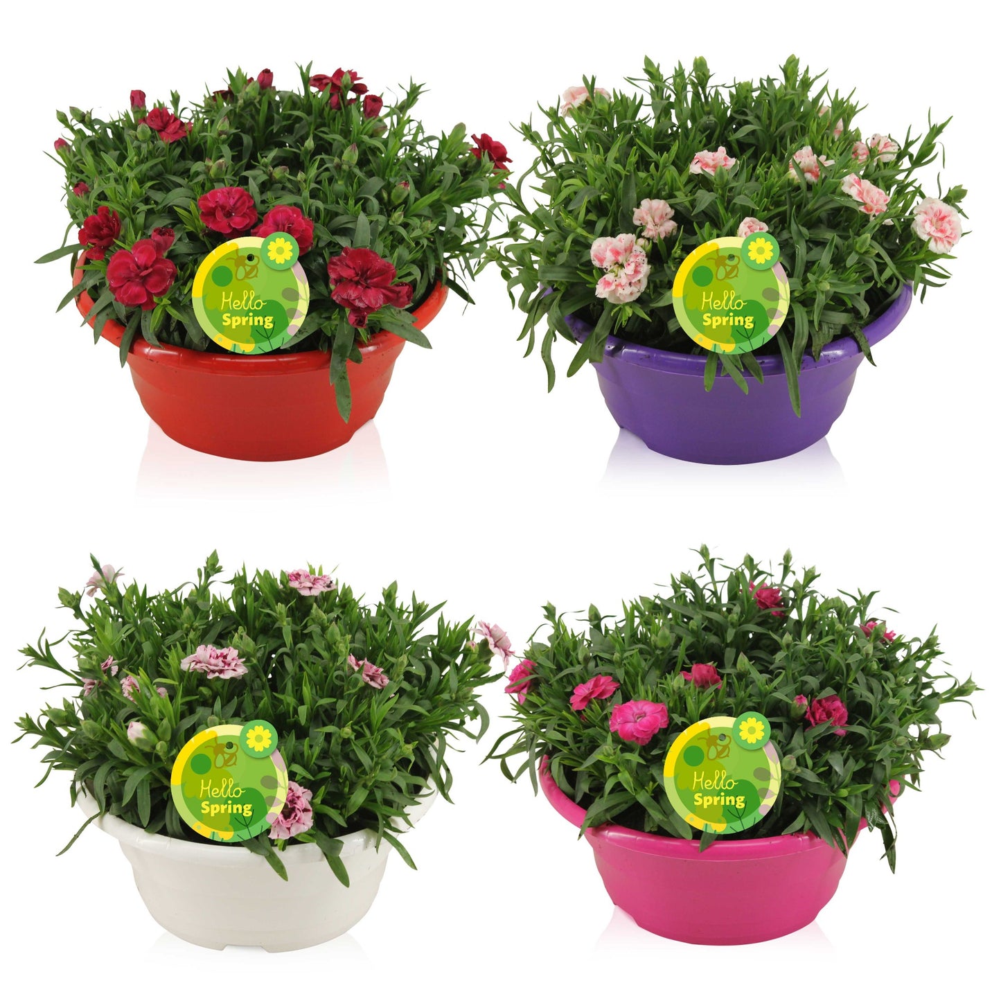 Dianthus Oscar 22cm 23cm Pot