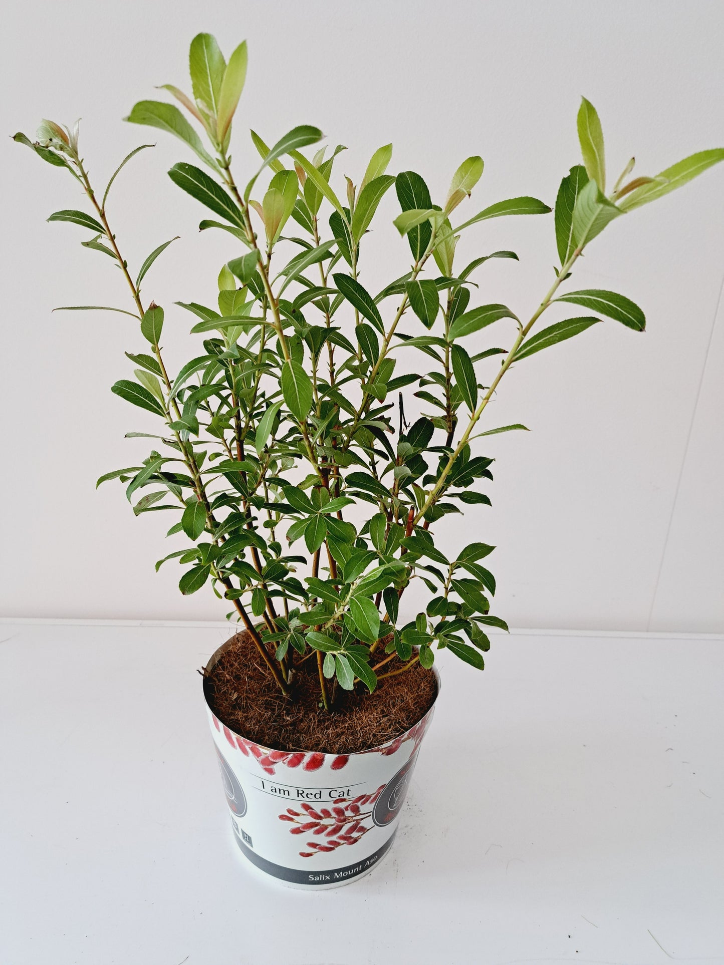 Bontekoe, Salixkw Salix Mount Aso bush Pack of 6