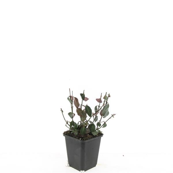 Euonymus Dart's Blanket 5cm 9cm Pot